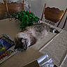Brad Copito joined the competition — help win amazing prizes! cat, chair, cozy, decor, dining_room, domestic, fluffy, furniture, greenery, household, indoor, magazine, newspaper, ornate, pet, relaxing, sleeping, table, tablecloth, wood