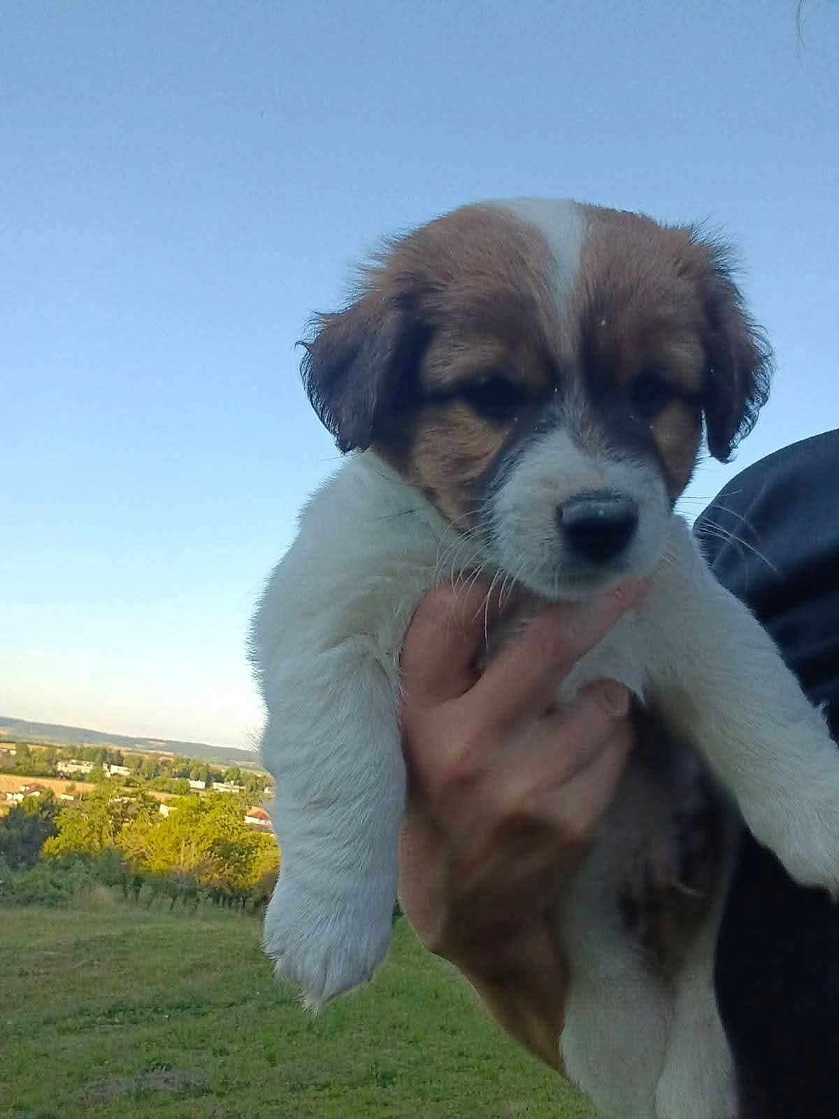 Hubert a rejoint le concours — aidez-le/la à gagner de superbes lots ! puppy, dog, brown_and_white, fur, hand, outdoor, sky, greenery, grass, field, nature, cute, pet, young_animal, animal, portrait, holding, daylight, landscape, close_up