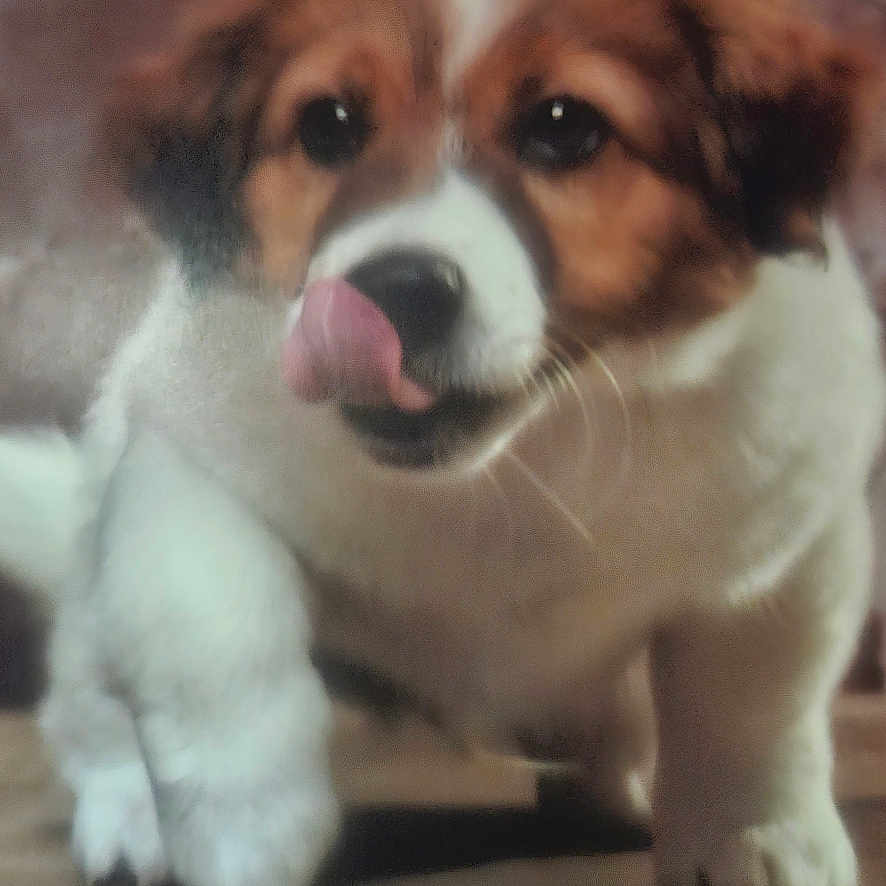 Hubert a rejoint le concours — aidez-le/la à gagner de superbes lots ! adorable, animal, blurry, brown, canine, closeup, cute, dog, face, front_paw, fur, indoor, pet, puppy, snout, tongue, walking, white, wooden_floor, young_dog