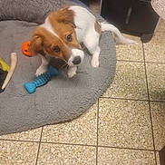 Hubert a rejoint le concours — aidez-le/la à gagner de superbes lots ! animal, brown_and_white, companion, curious, cute, dog, domestic, floor, furry, indoor, looking_up, pet, pet_bed, playful, puppy, small_dog, soft_bed, tile_floor, toy, young_dog