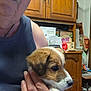 puppy, dog, person, hand, indoor, cabinet, wooden_furniture, papers, clothing, sleeveless_shirt, face, pet, cute, holding, home, animal, brown, white, portrait, closeup
