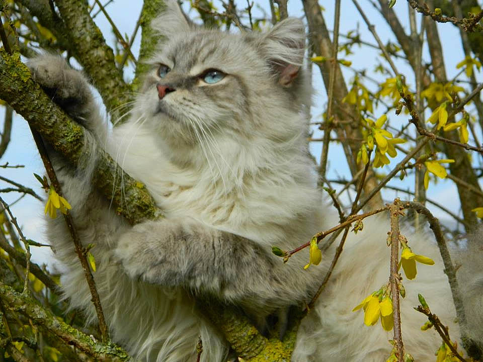 Elliot a rejoint le concours — aidez-le/la à gagner de superbes lots ! branch, carnivore, cat, felidae, fur, grass, plant, small_to_medium_sized_cats, snout, terrestrial_animal, tree, twig, whiskers, wildlife