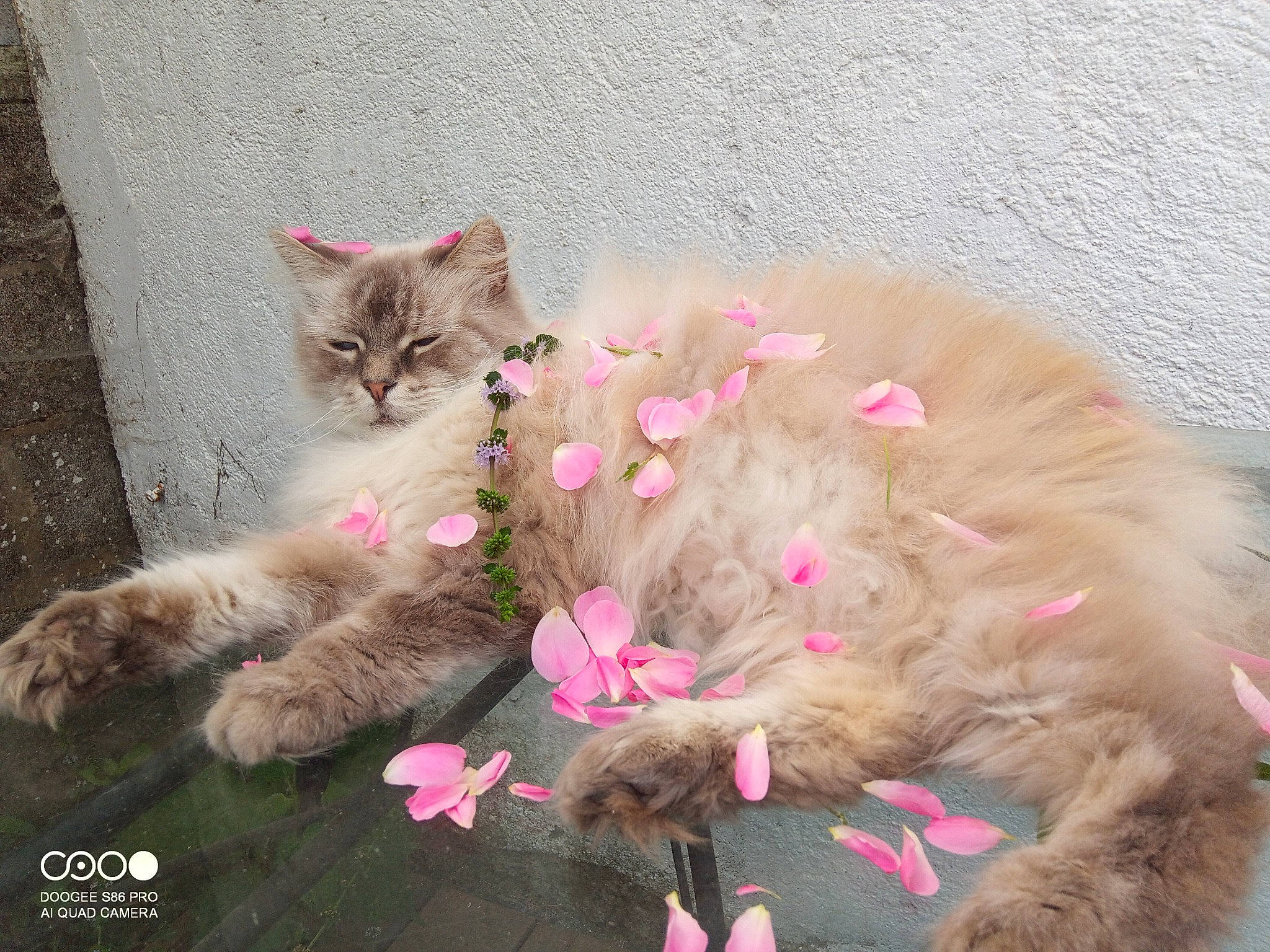 Elliot participe au concours pour gagner de l'argent avec cette photo : carnivore, cat, claw, comfort, domestic_short_haired_cat, fawn, felidae, flower, fur, grass, herbaceous_plant, magenta, paw, petal, pink, plant, small_to_medium_sized_cats, snout, tail, whiskers