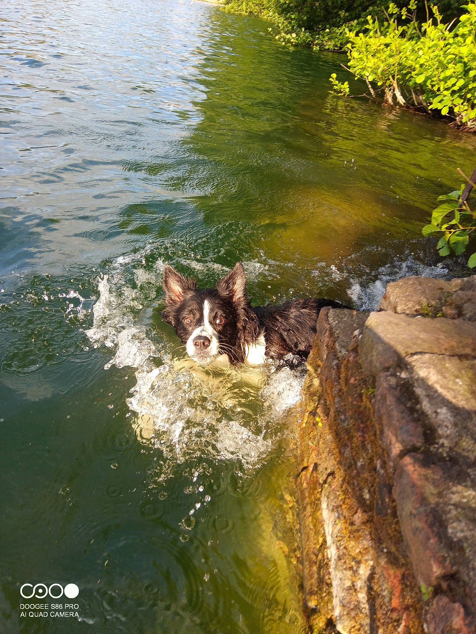 Odile a rejoint le concours — aidez-le/la à gagner de superbes lots ! carnivore, creek, dog, dog_breed, fluvial_landforms_of_streams, grass, lake, landscape, leisure, natural_landscape, plant, reservoir, riparian_zone, spring, stream, tree, water, water_resources, watercourse, working_animal