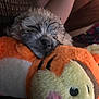 Mamacita joined the competition — help win amazing prizes! adorable, animal, closeup, comfort, cozy, cute, face, fluffy, furry, indoors, orange, pet, plush_toy, puppy, relaxation, resting, sleeping, snuggling, soft, toy