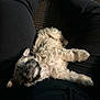 Mamacita joined the competition — help win amazing prizes! black_pants, cozy, curly_fur, cute, dog, floor, fur, indoor, lap, legs, light, person, pet, puppy, relaxing, resting, shadow, sleeping, small_dog, texture