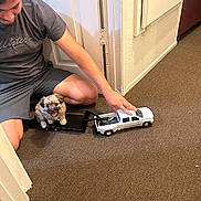 Mamacita joined the competition — help win amazing prizes! carpet, casual_clothing, cute, dog, door, floor, hand, happy, indoor, light, miniature, person, pet, playing, puppy, sitting, small_dog, toy_truck, wall, young_person