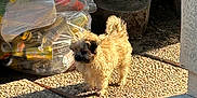 Mamacita joined the competition — help win amazing prizes! animal, bag, brown_dog, cement, container, curious, daylight, dog, environment, fluffy, outdoor, patio, pebble_stone, plastic_bottles, recycling, rustic, shadow, small_dog, sunlight, texture