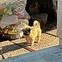 animal, bag, brown_dog, cement, container, curious, daylight, dog, environment, fluffy, outdoor, patio, pebble_stone, plastic_bottles, recycling, rustic, shadow, small_dog, sunlight, texture
