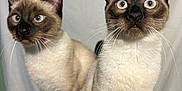 Thumbalina joined the competition — help win amazing prizes! cat, siamese_cat, animal, pet, feline, indoor, curious, alert, blue_eyes, whiskers, ears, fur, sitting, two_cats, close_up, portrait, background, domestic_animal, mammal, cute