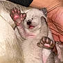 Thumbalina joined the competition — help win amazing prizes! kitten, newborn, sleeping, paw, pink_paw_pads, hand, human_hand, fur, cute, pet, animal, small, soft, cozy, resting, closeup, domestic_cat, mammal, adorable, feline