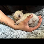 Thumbalina joined the competition — help win amazing prizes! kitten, sleeping, hand, person, tattoo, furry, cute, small, cozy, resting, animal, pet, soft, warm, comfort, indoor, closeup, nap, feline, fur