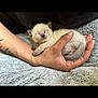 kitten, sleeping, hand, person, tattoo, furry, cute, small, cozy, resting, animal, pet, soft, warm, comfort, indoor, closeup, nap, feline, fur