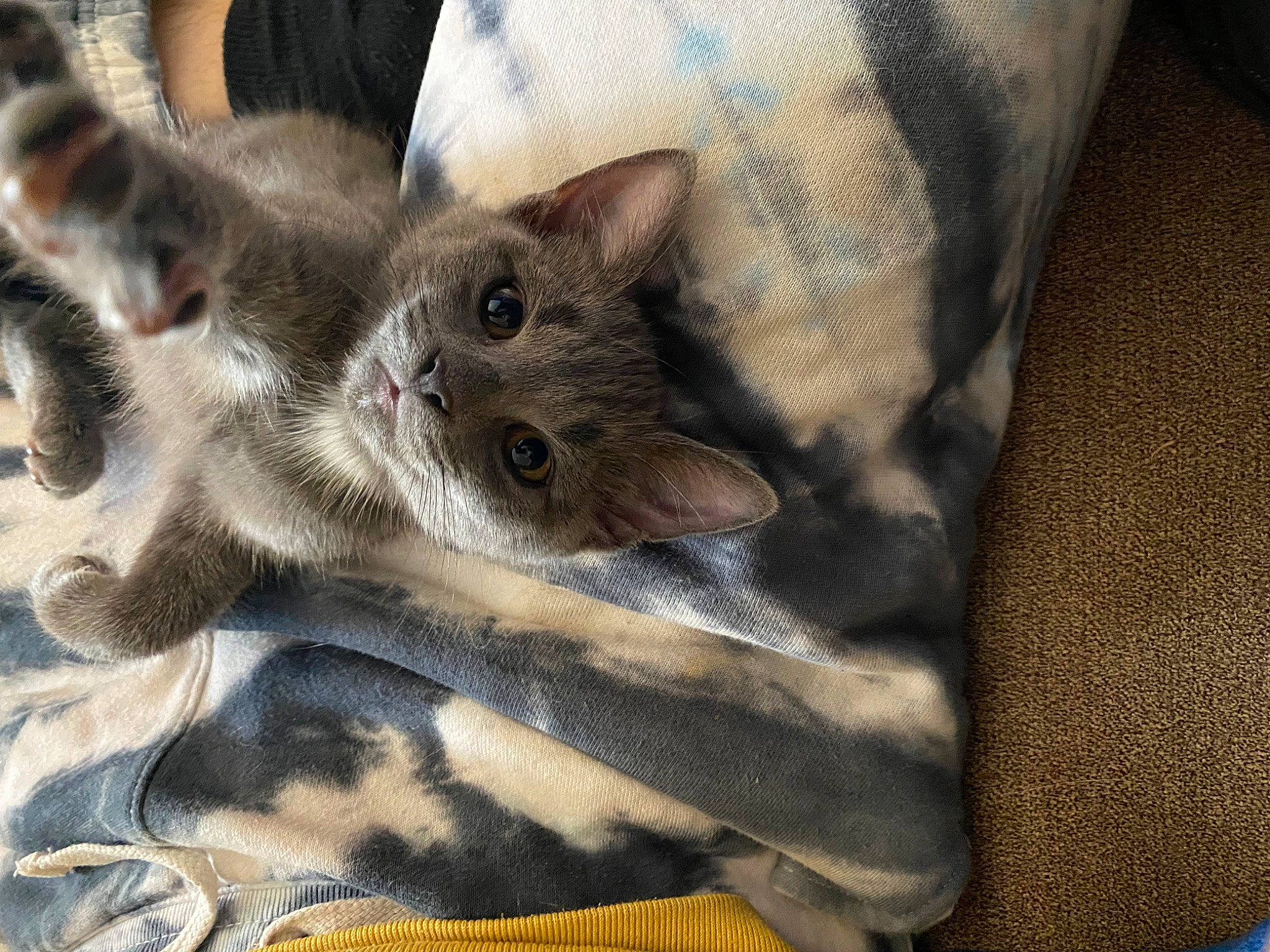 Luna joined the competition — help win amazing prizes! carnivore, cat, claw, comfort, domestic_short_haired_cat, fawn, felidae, fur, grey, pattern, paw, photo_caption, russian_blue, sleeve, small_to_medium_sized_cats, snout, tail, terrestrial_animal, thai, whiskers