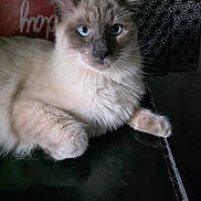 Coco participe au concours pour gagner de l'argent avec cette photo : cat, fluffy, blue_eyes, long_hair, cream_fur, gray_points, indoors, portrait, close_up, sitting, lounging, paws, whiskers, ears, animal, pet, cooktop, kitchen, patterned_wall, furniture