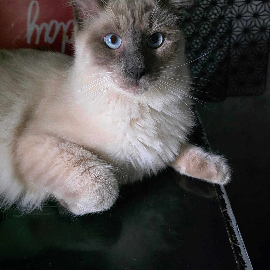 Coco