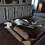 cabinet, comfortable, cozy, cushion, dog, domestic, furniture, home_interior, indoor, living_room, lying_down, natural_light, pet, quiet, relaxed, resting, white_dog, wicker_furniture, window_light, wooden_floor