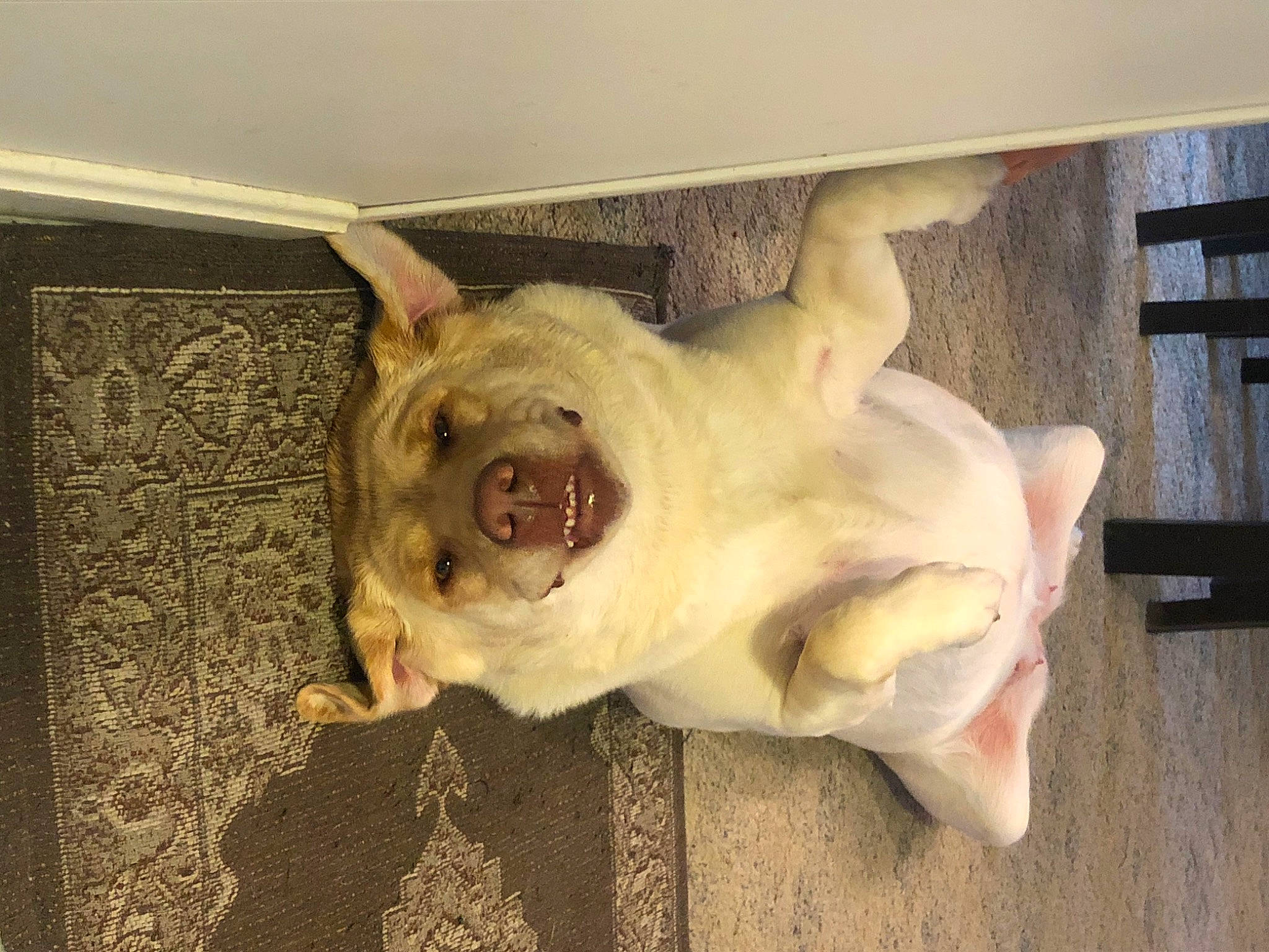 Sadie joined the competition — help win amazing prizes! canidae, carnivore, companion_dog, dog, dog_breed, dog_supply, ear, fang, fawn, fur, jaw, snout, sporting_group, tail, terrestrial_animal, whiskers, wood, working_animal, wrinkle, yawn