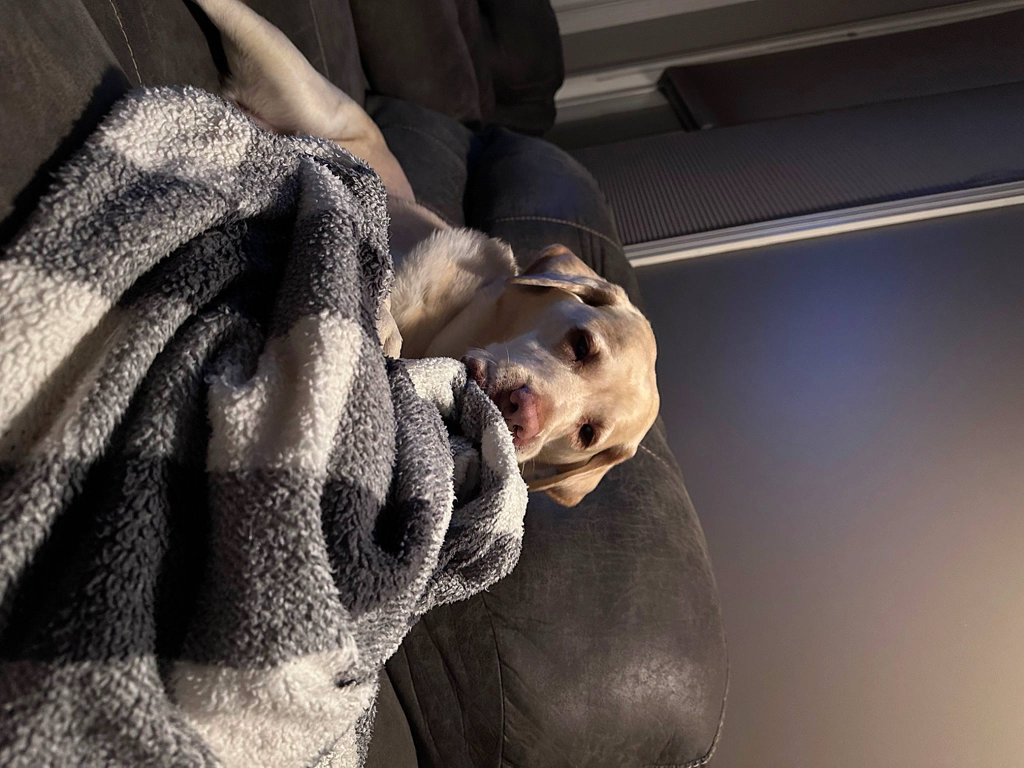 Sadie is registered to the contest to win money with this photo: canidae, carnivore, comfort, companion_dog, dog, dog_breed, fawn, felidae, fur, grey, guard_dog, human_leg, non_sporting_group, snout, sporting_group, sunglasses, terrestrial_animal, whiskers, working_animal, wrinkle