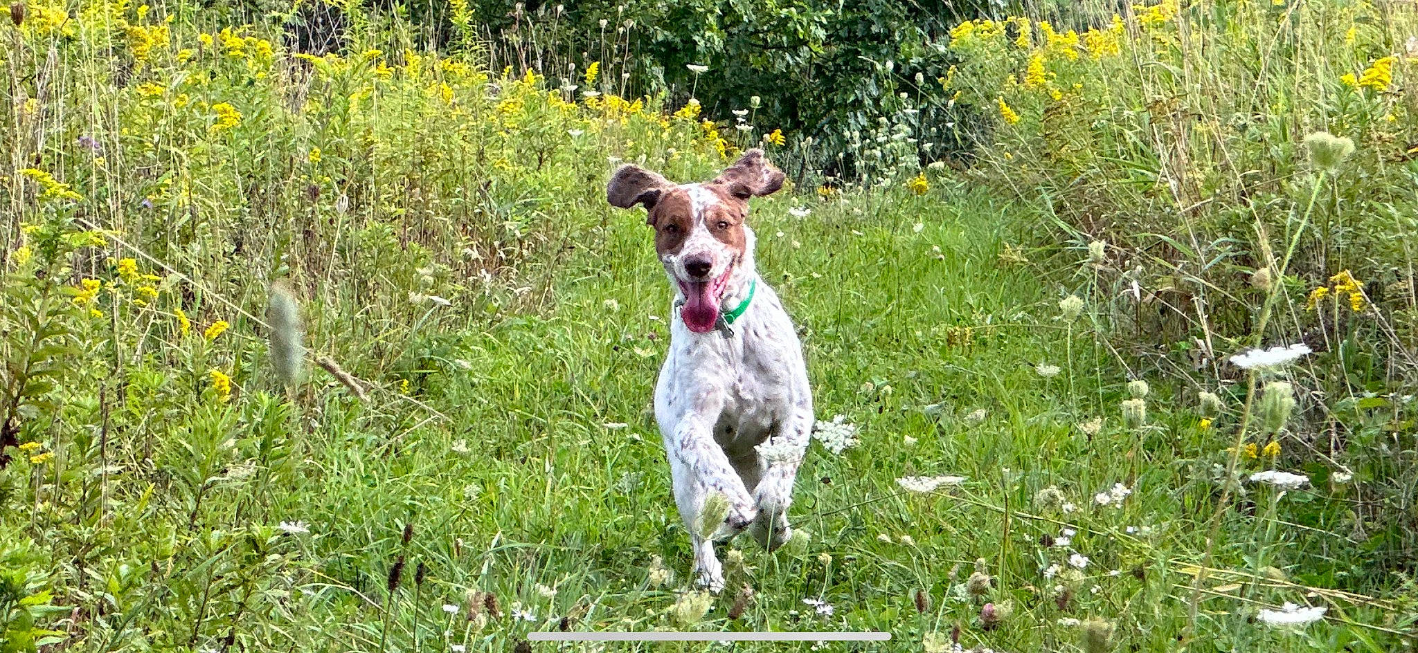 Theodore is registered to the contest to win money with this photo: carnivore, companion_dog, dog, dog_breed, fawn, flower, grass, grass_family, grassland, groundcover, gun_dog, herbaceous_plant, meadow, pasture, plant, shrub, sporting_group, texas_heeler, tree, working_animal