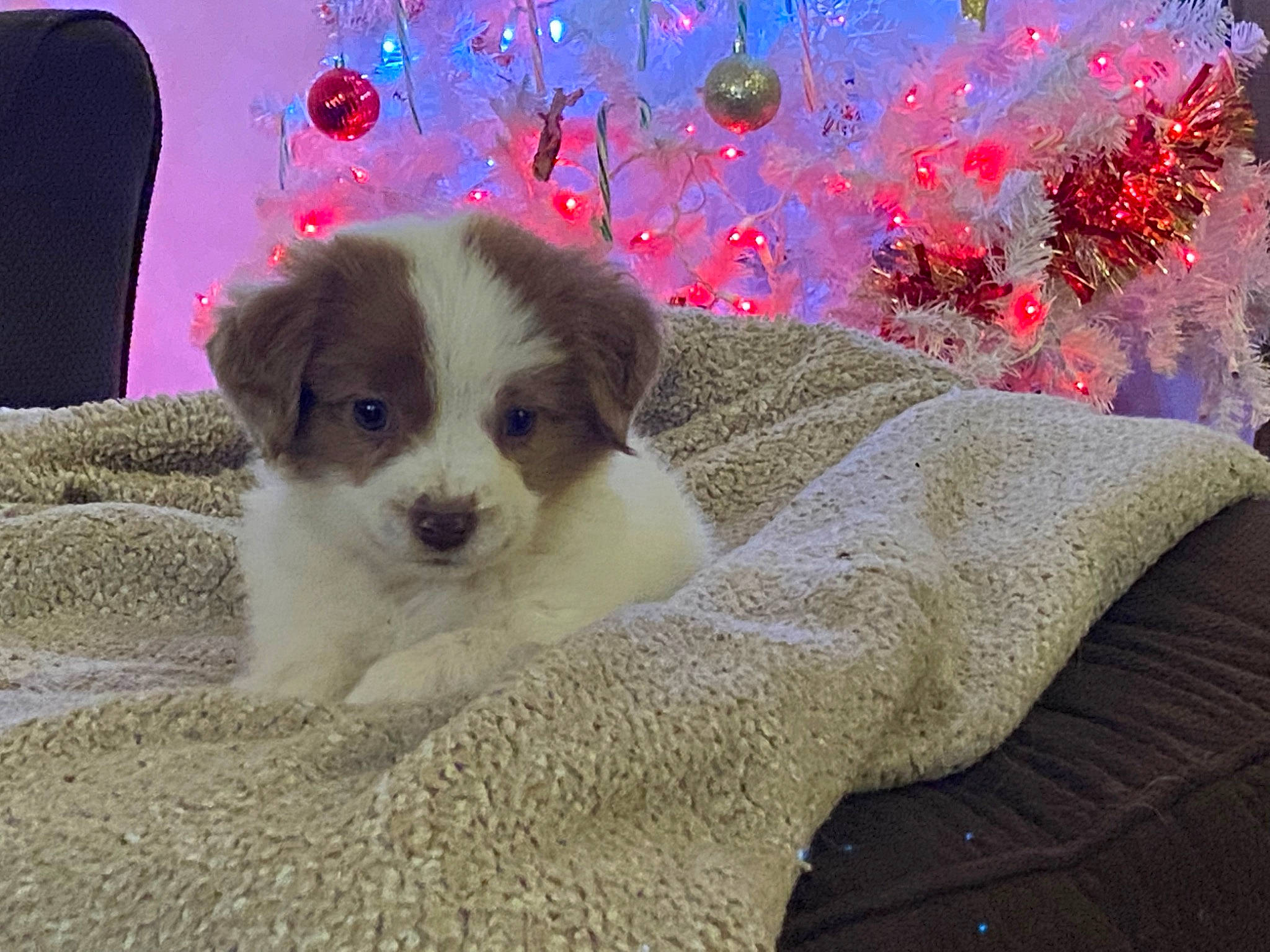 Theodore is registered to the contest to win money with this photo: art, carmine, carnivore, chair, companion_dog, coquelicot, dog, dog_breed, dog_supply, fawn, fur, magenta, paw, pet_supply, plant, sporting_group, toy_dog, visual_arts, whiskers, working_animal