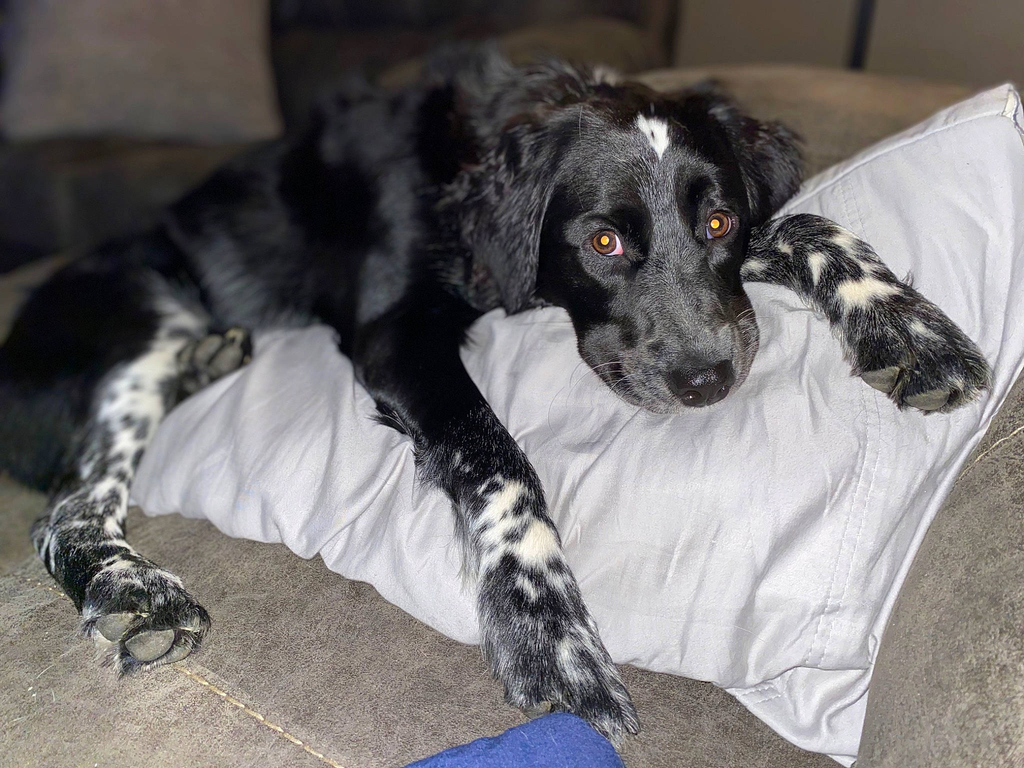 Ellenore is registered to the contest to win money with this photo: bed, borador, canidae, carnivore, comfort, companion_dog, couch, dog, dog_breed, dog_supply, fur, guard_dog, linens, mammal, puppy, sporting_group, terrestrial_animal, vertebrate, working_animal