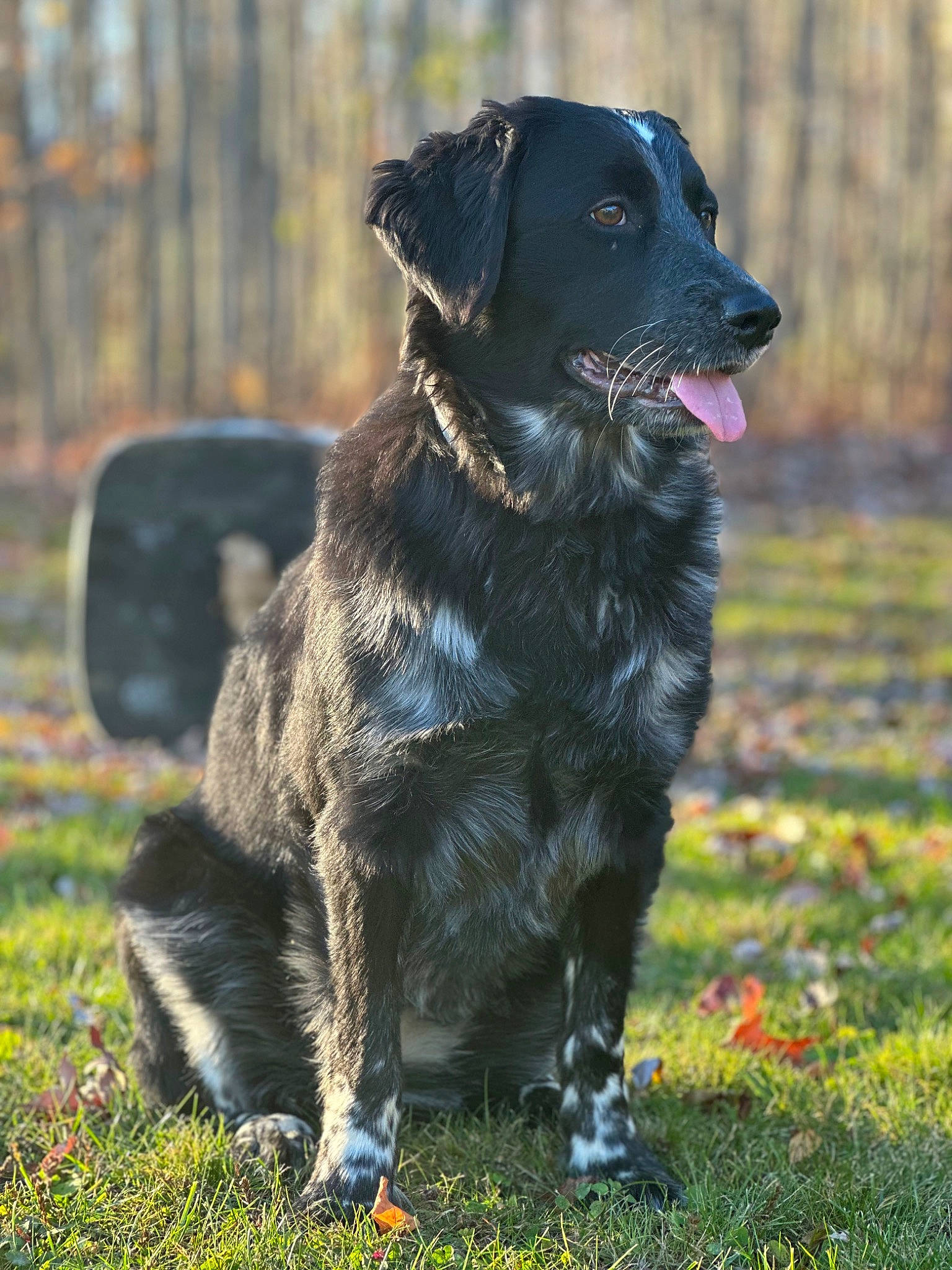 Ellenore is registered to the contest to win money with this photo: borador, canidae, carnivore, collar, companion_dog, dog, dog_breed, dog_collar, fur, grass, gun_dog, labrador_retriever, leash, plant, retriever, snout, sporting_group, terrestrial_animal, whiskers, working_animal