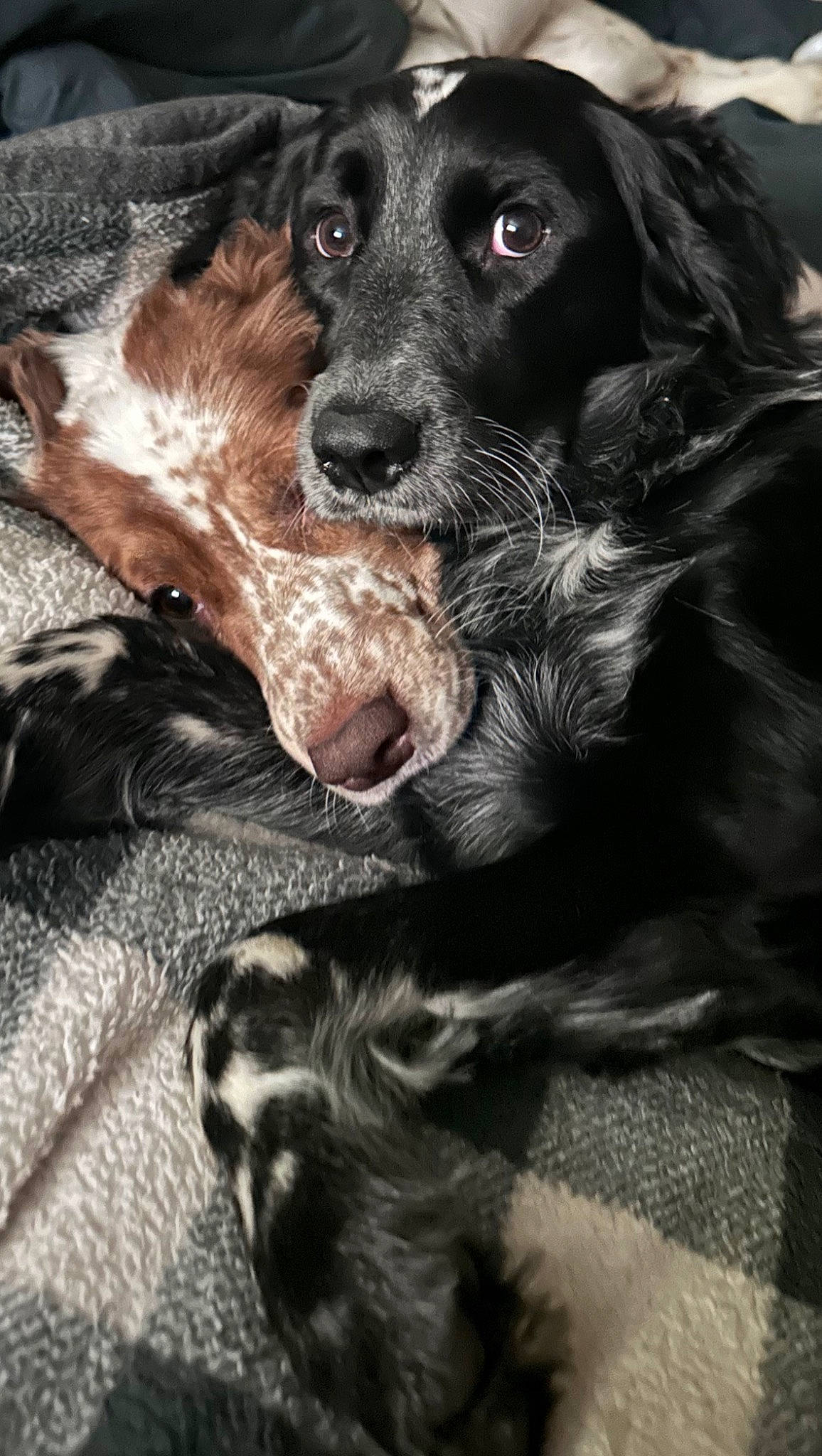 Ellenore joined the competition — help win amazing prizes! borador, canidae, carnivore, companion_dog, dog, dog_breed, fur, guard_dog, gun_dog, hunting_dog, liver, photography, retriever, snout, spaniel, sporting_group, whiskers, working_animal, working_dog