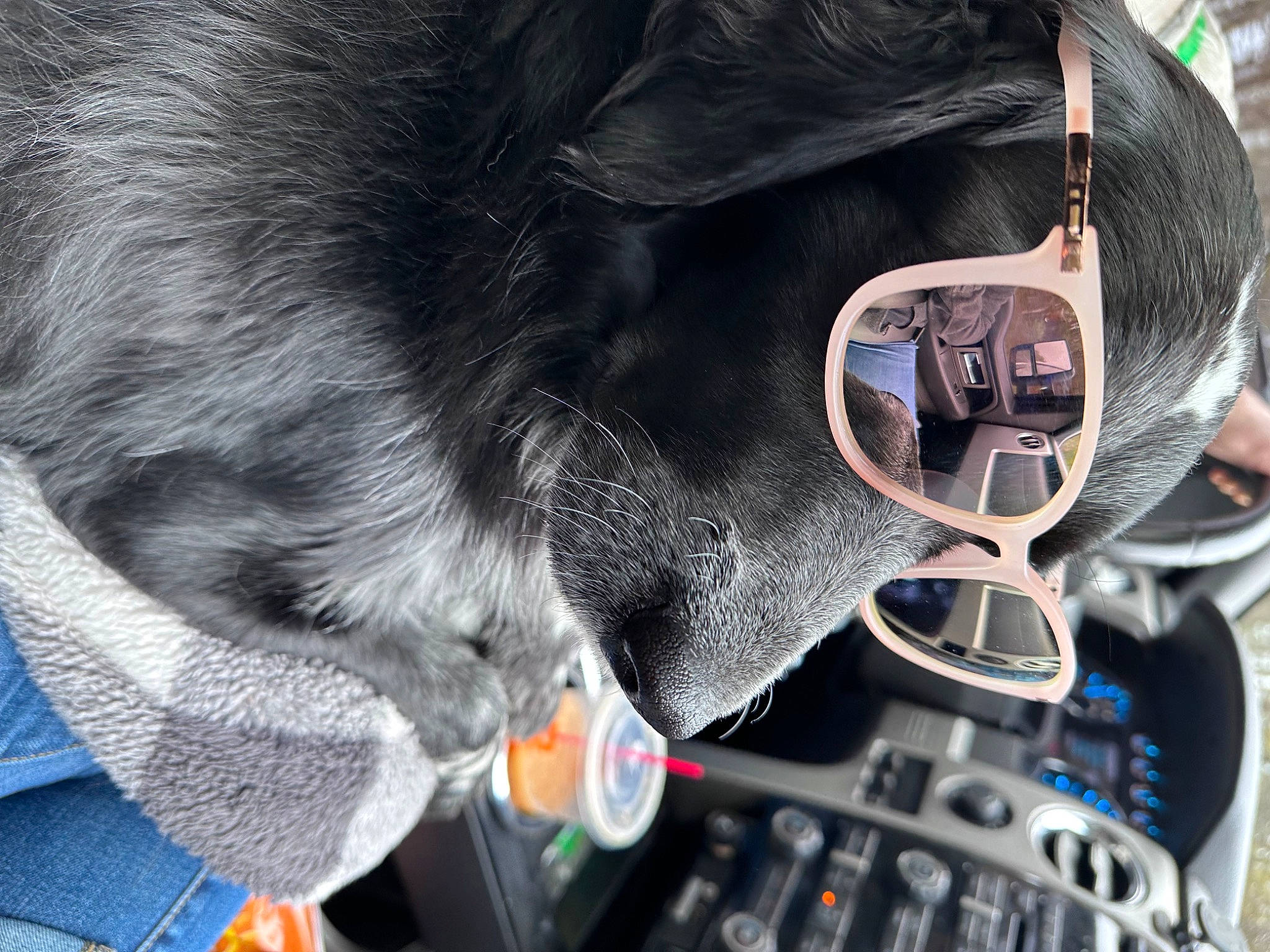 Ellenore joined the competition — help win amazing prizes! audio_equipment, auto_part, collar, dog, dog_breed, dog_collar, electric_blue, eyewear, fashion_accessory, fur, gadget, glasses, goggles, machine, personal_protective_equipment, sporting_group, steering_wheel, sunglasses, vision_care, working_animal