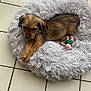 puppy, dog, pet_bed, toy, plush_toy, floor, tile_floor, brown_fur, small_dog, resting, indoor, cozy, cute, animal, fluffy, relaxed, laying_down, companion, domestic_animal, young_dog