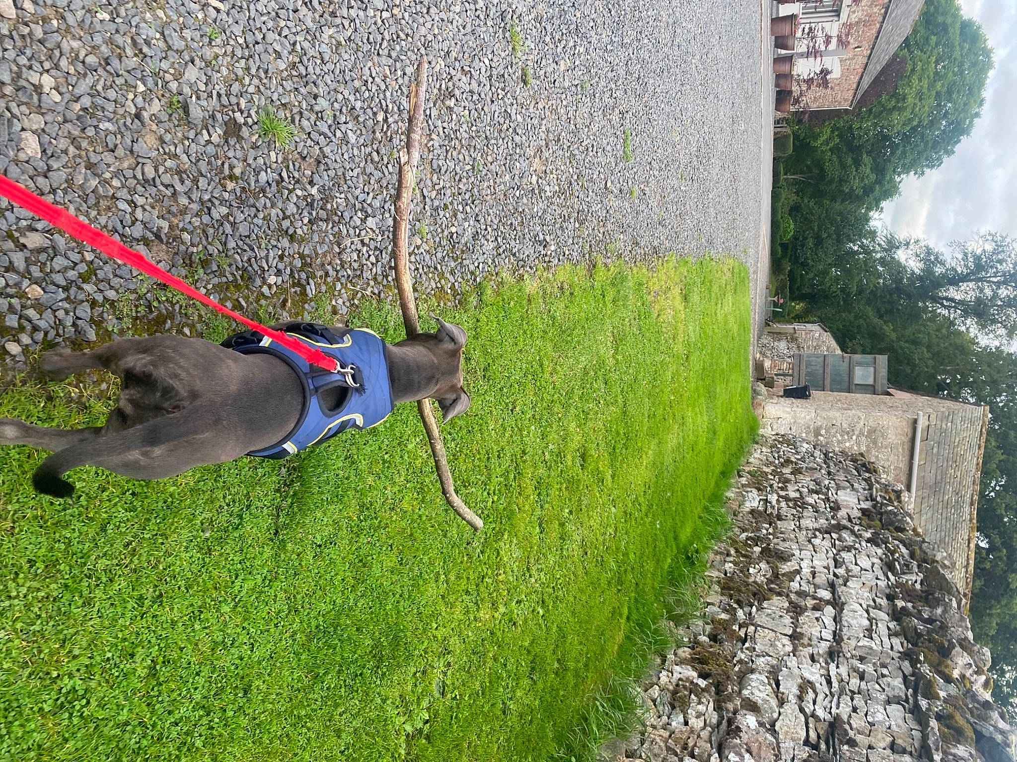 Bonnie is registered to the contest to win money with this photo: building, carnivore, collar, companion_dog, dog, dog_breed, dog_collar, dog_supply, fawn, grass, leash, pet_supply, plant, recreation, rock_climbing_equipment, sky, sporting_group, tail, tree, window