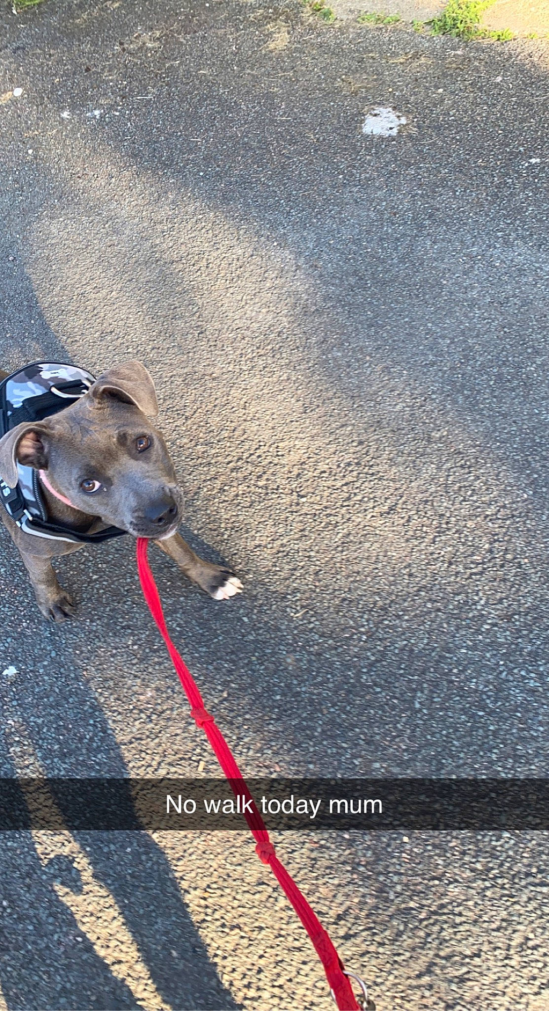 Bonnie joined the competition — help win amazing prizes! asphalt, carnivore, collar, companion_dog, dog, dog_breed, dog_collar, dog_supply, electric_blue, fashion_accessory, fawn, leash, pet_supply, road_surface, shadow, sidewalk, snout, sporting_group, tar, working_animal