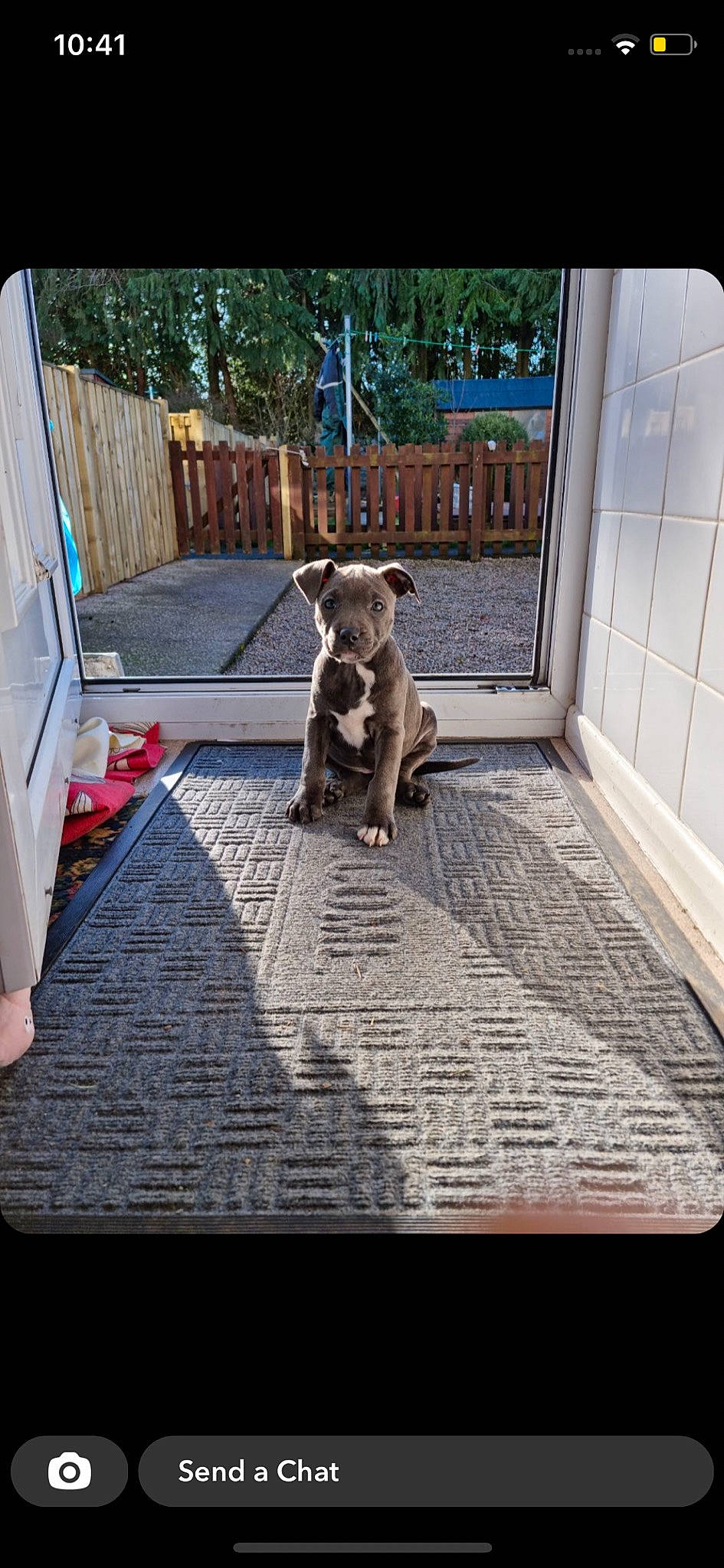 Bonnie joined the competition — help win amazing prizes! art, carnivore, companion_dog, dog, dog_breed, dog_supply, fawn, floor, flooring, pet_supply, rectangle, road_surface, shadow, sidewalk, snout, tail, tints_and_shades, tree, wood, working_animal