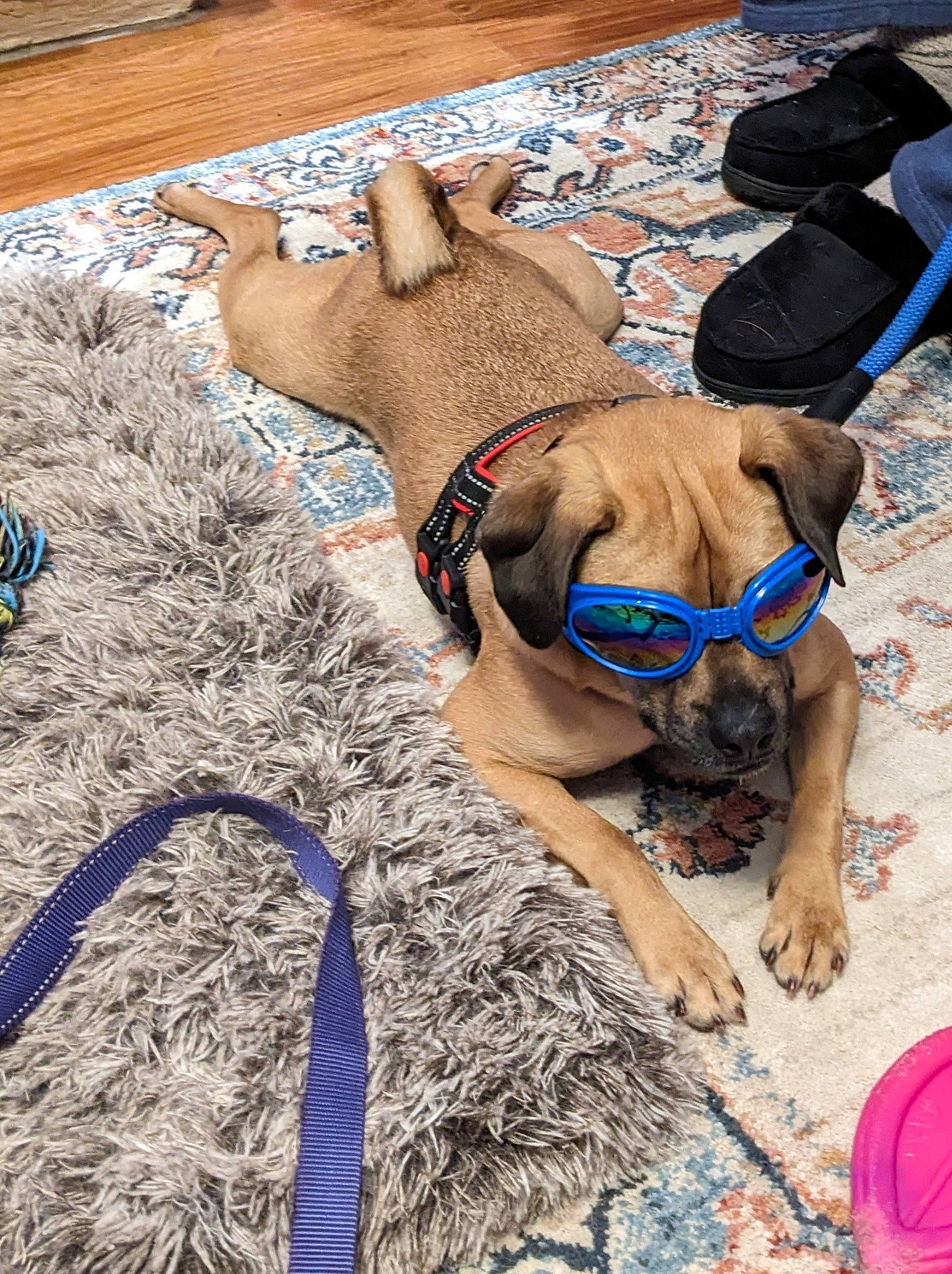 Gucci joined the competition — help win amazing prizes! carnivore, collar, companion_dog, dog, dog_breed, dog_collar, dog_supply, electric_blue, event, fashion_accessory, fawn, flooring, fun, grass, leash, liver, pet_supply, vacation, wood, working_animal