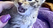 Grogu is registered to the contest to win money with this photo: kitten, cat, baby_cat, purple_blanket, hand, glitter_nail_polish, cute, small, fur, pet, animal, whiskers, claws, open_mouth, indoor, close_up, soft_texture, feline, young, tiny
