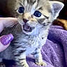kitten, cat, baby_cat, purple_blanket, hand, glitter_nail_polish, cute, small, fur, pet, animal, whiskers, claws, open_mouth, indoor, close_up, soft_texture, feline, young, tiny