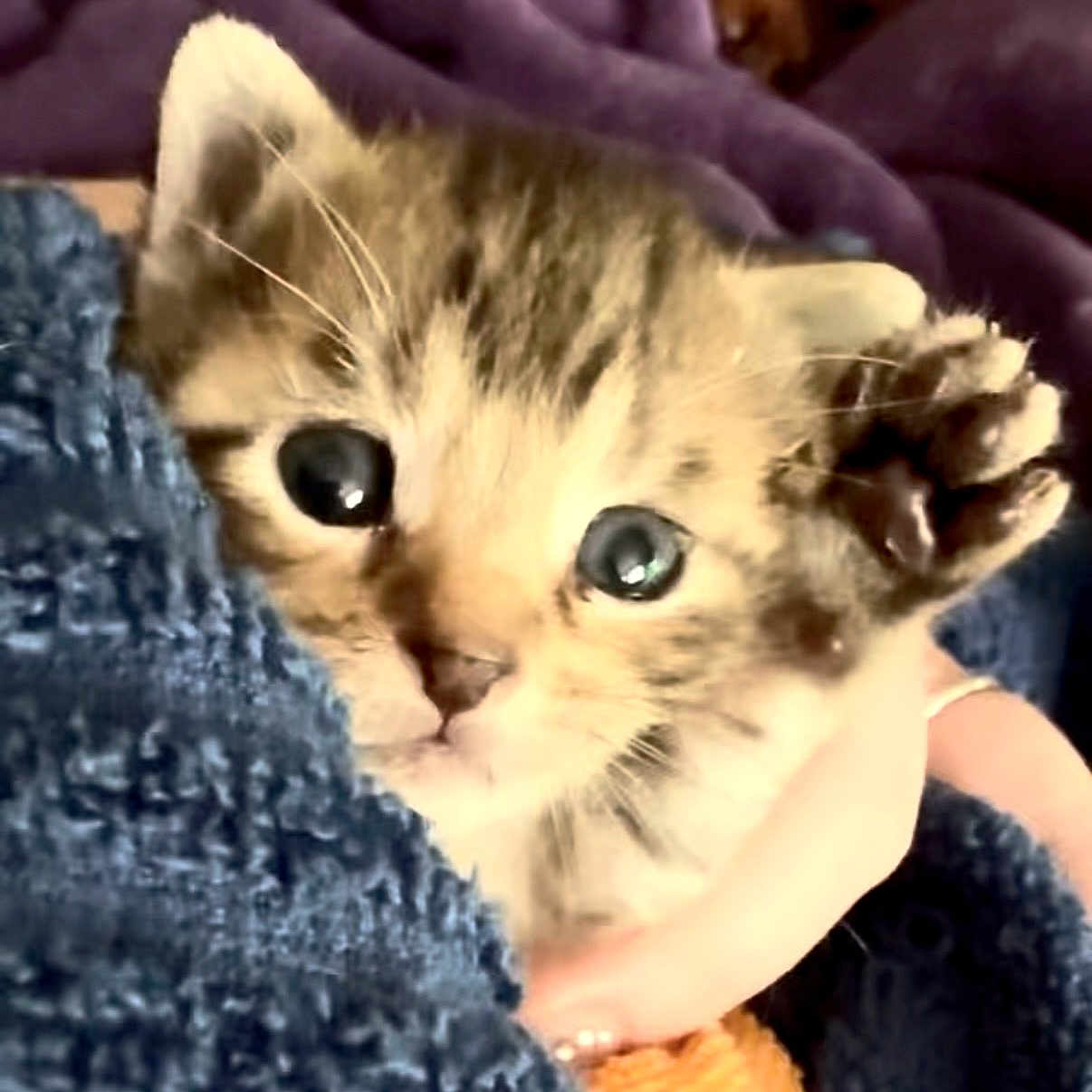 Grogu joined the competition — help win amazing prizes! kitten, cat, close_up, paw, blue_blanket, cute, fur, whiskers, hand, snuggled, wide_eyes, indoor, pet, young, small, animal, feline, soft_texture, warm, curious