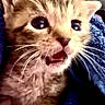 Grogu joined the competition — help win amazing prizes! kitten, cat, animal, pet, close_up, cute, fur, blue_blanket, surprised_expression, whiskers, indoor, cozy, young, small, face, eyes, mouth_open, soft_light, background_blur, gift_box
