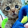 Grogu joined the competition — help win amazing prizes! kitten, cat, close_up, wide_eyes, plush_toy, blue, green, hand, nail_art, outdoor, blurred_background, fur, cute, pet, animal, young, holding, soft_toy, colorful, portrait
