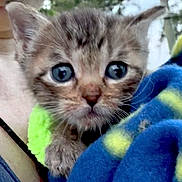 Grogu is registered to the contest to win money with this photo: kitten, cat, close_up, animal, pet, furry, cute, eyes, whiskers, face, blanket, blue, green, person, holding, outdoor, nature, fur, young, small