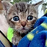 kitten, cat, close_up, animal, pet, furry, cute, eyes, whiskers, face, blanket, blue, green, person, holding, outdoor, nature, fur, young, small