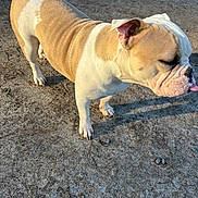Biscuit joined the competition — help win amazing prizes! animal, beige, bulldog, canine, closeup, cute, daylight, dog, fur, ground, mammal, outdoor, pet, playful, squinting, standing, sunlight, texture, tongue, white