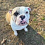 Biscuit joined the competition — help win amazing prizes! animal, brown, bulldog, cute, daylight, dog, ears, eyes, face, fur, grass, looking_up, nature, nose, outdoor, paw, pet, portrait, sunlight, white