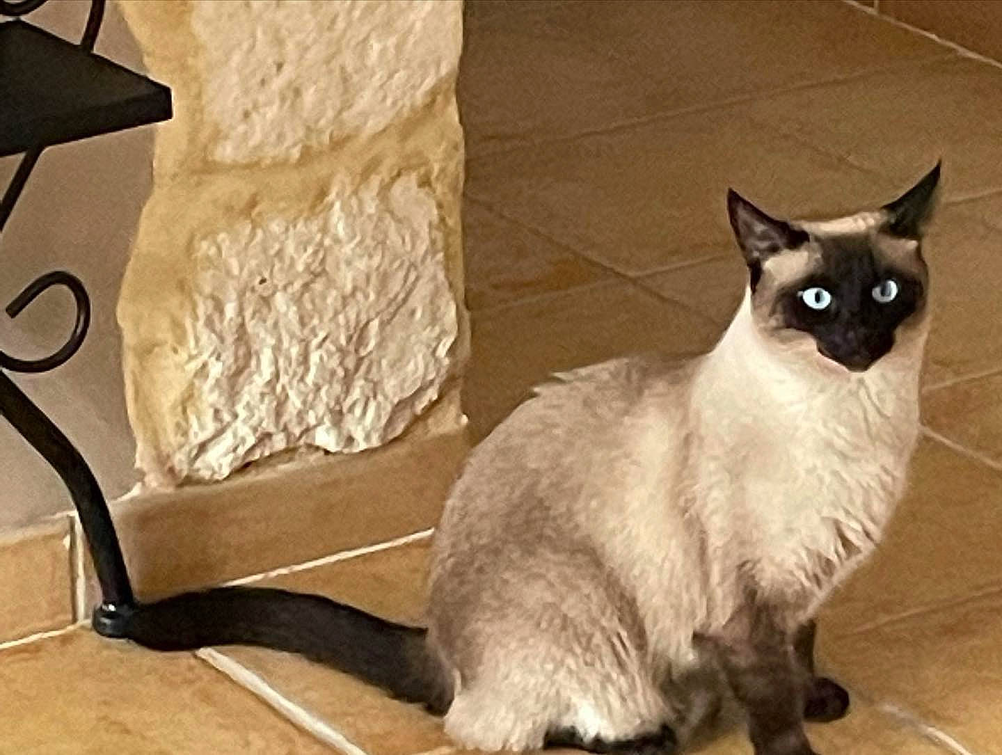 Romy a rejoint le concours — aidez-le/la à gagner de superbes lots ! balinese, carnivore, cat, domestic_short_haired_cat, fawn, felidae, flooring, fur, paw, pet_supply, siamese, small_to_medium_sized_cats, snout, tail, terrestrial_animal, thai, whiskers, wood