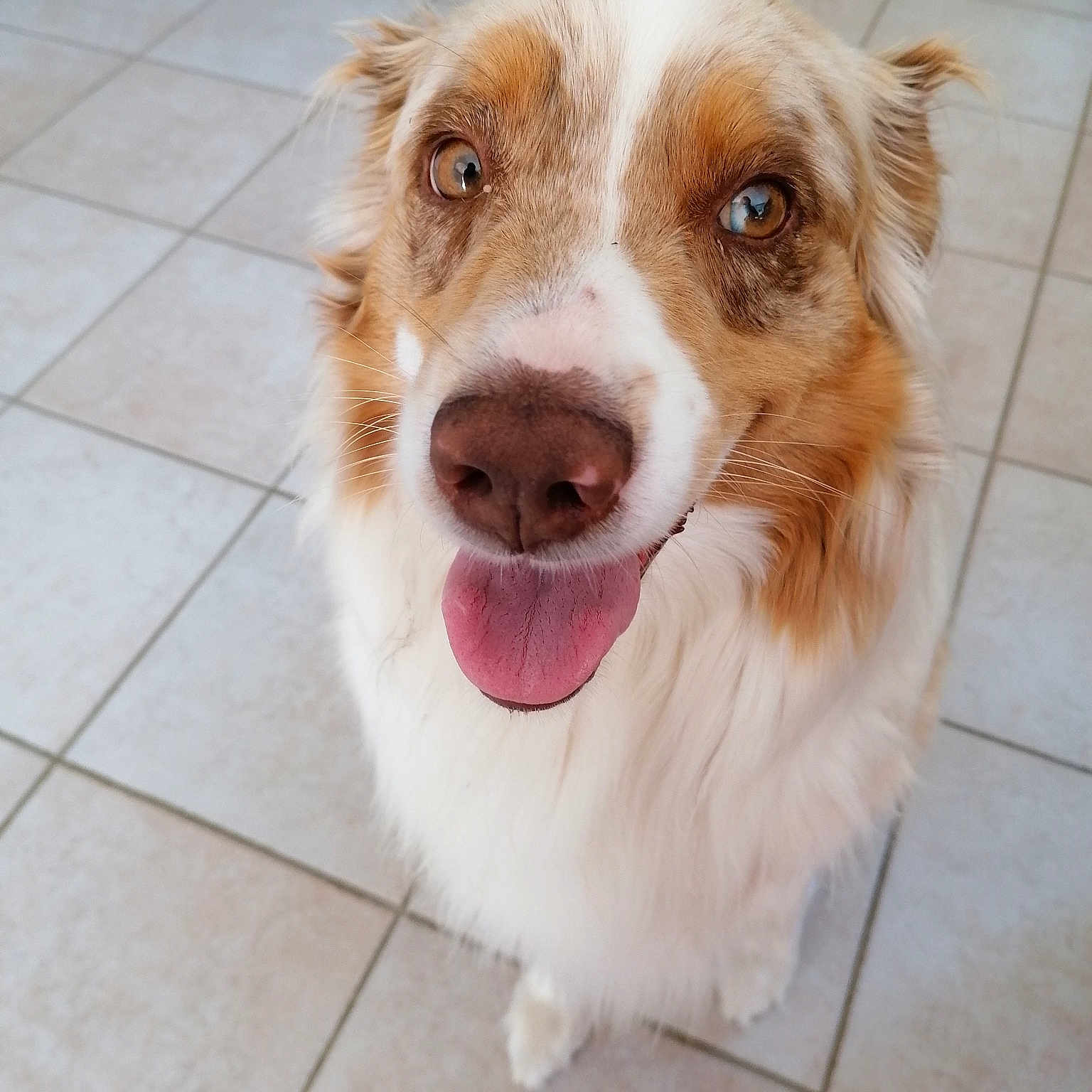 Elena a rejoint le concours — aidez-le/la à gagner de superbes lots ! australian_collie, australian_shepherd, basque_shepherd_dog, border_collie, canidae, carnivore, companion_dog, dog, dog_breed, ear, fawn, kooikerhondje, mammal, miniature_australian_shepherd, nose, rare_breed_dog, snout, sporting_group, welsh_sheepdog, working_dog