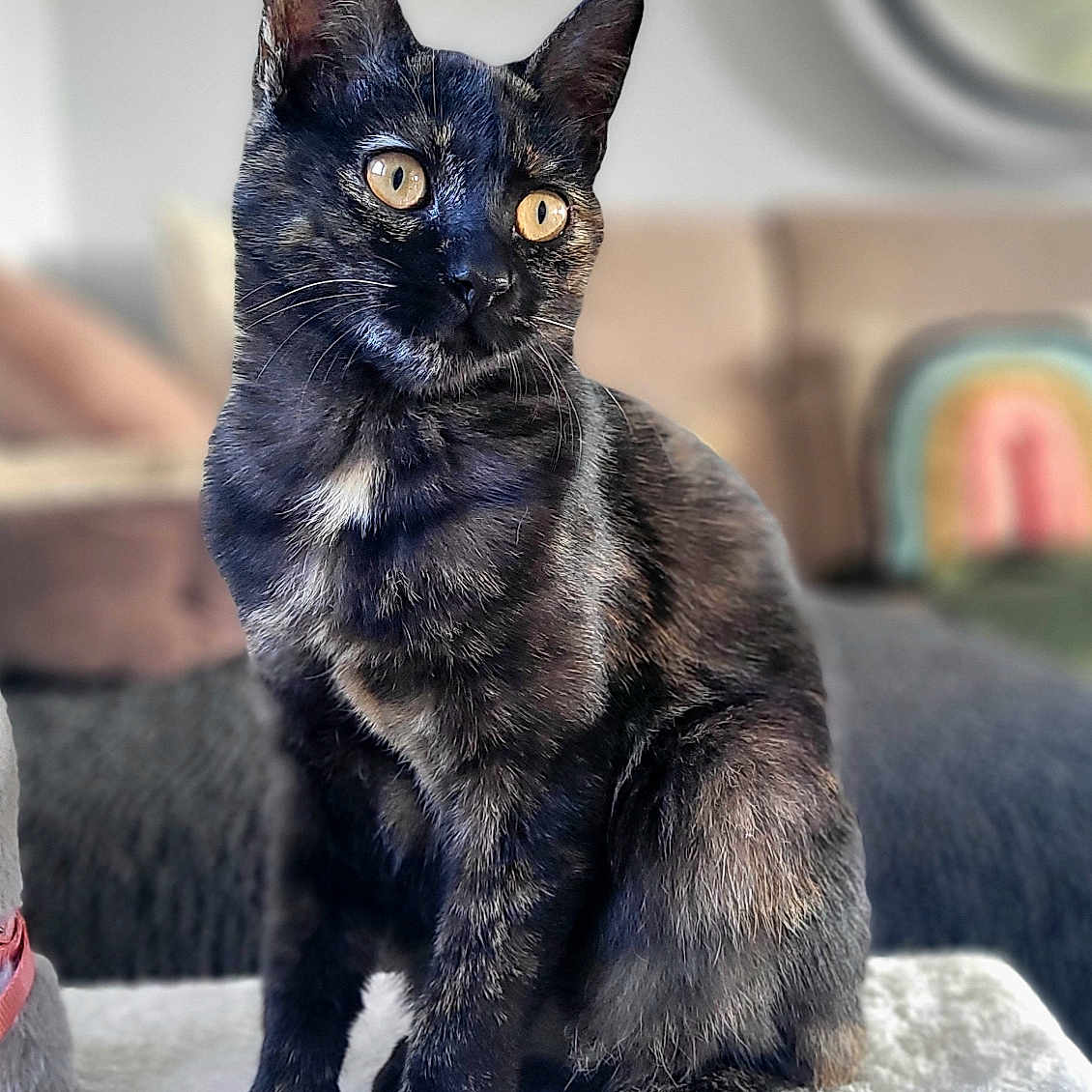 Eclipse a rejoint le concours — aidez-le/la à gagner de superbes lots ! cat, black_cat, pet, animal, feline, sitting, portrait, golden_eyes, white_chest_patch, whiskers, pointed_ears, fur, indoor, living_room, couch, cat_tree, soft_blanket, mirror, cozy, close_up