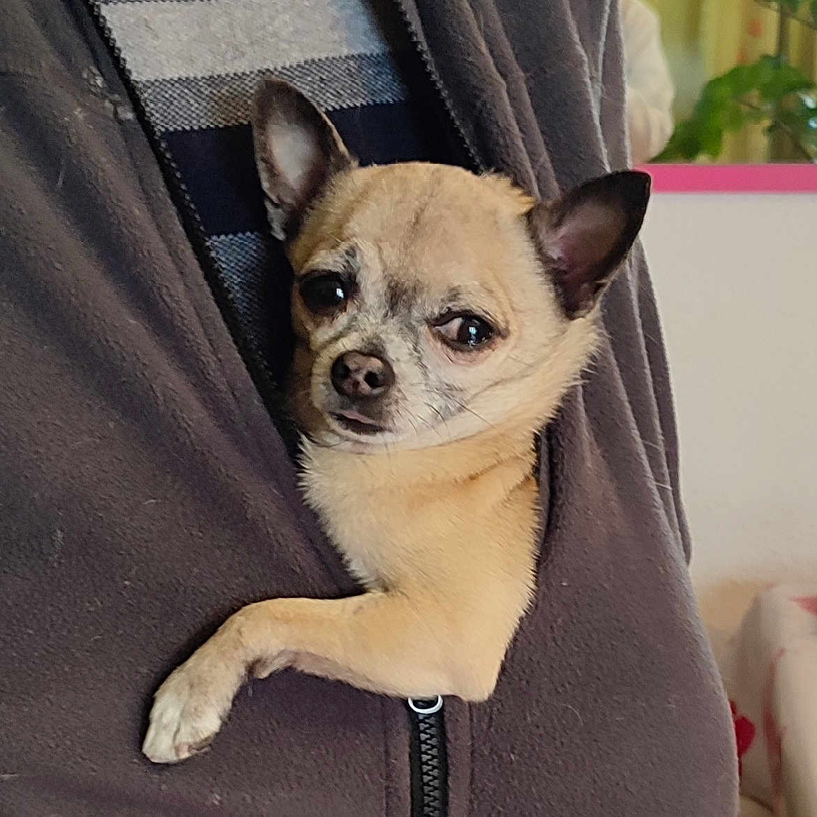 Loulou a rejoint le concours — aidez-le/la à gagner de superbes lots ! animal, black_nose, brown, chihuahua, clothing, companion, cozy, cute, dog, ears, expression, face, fur, indoor, jacket, paw, pet, portrait, small_dog, zipper