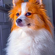 Bonnie joined the competition — help win amazing prizes! dog, fluffy, orange, white, pet, indoors, portrait, fur, animal, canine, cute, closeup, face, ears, whiskers, nose, domestic, furry, background, companion