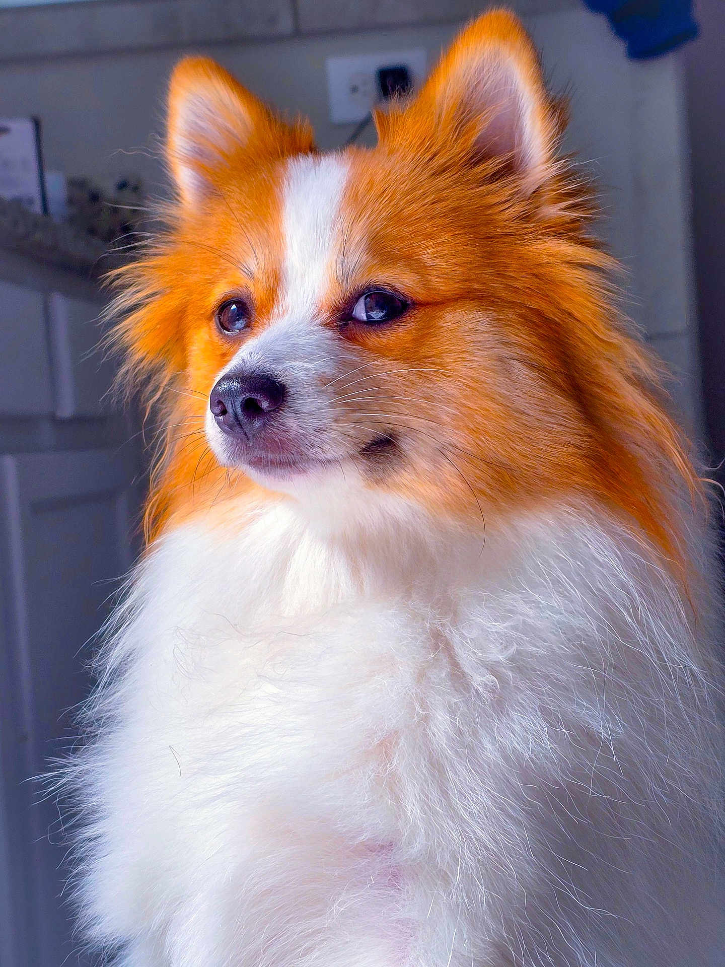 Bonnie joined the competition — help win amazing prizes! dog, fluffy, orange, white, pet, indoors, portrait, fur, animal, canine, cute, closeup, face, ears, whiskers, nose, domestic, furry, background, companion