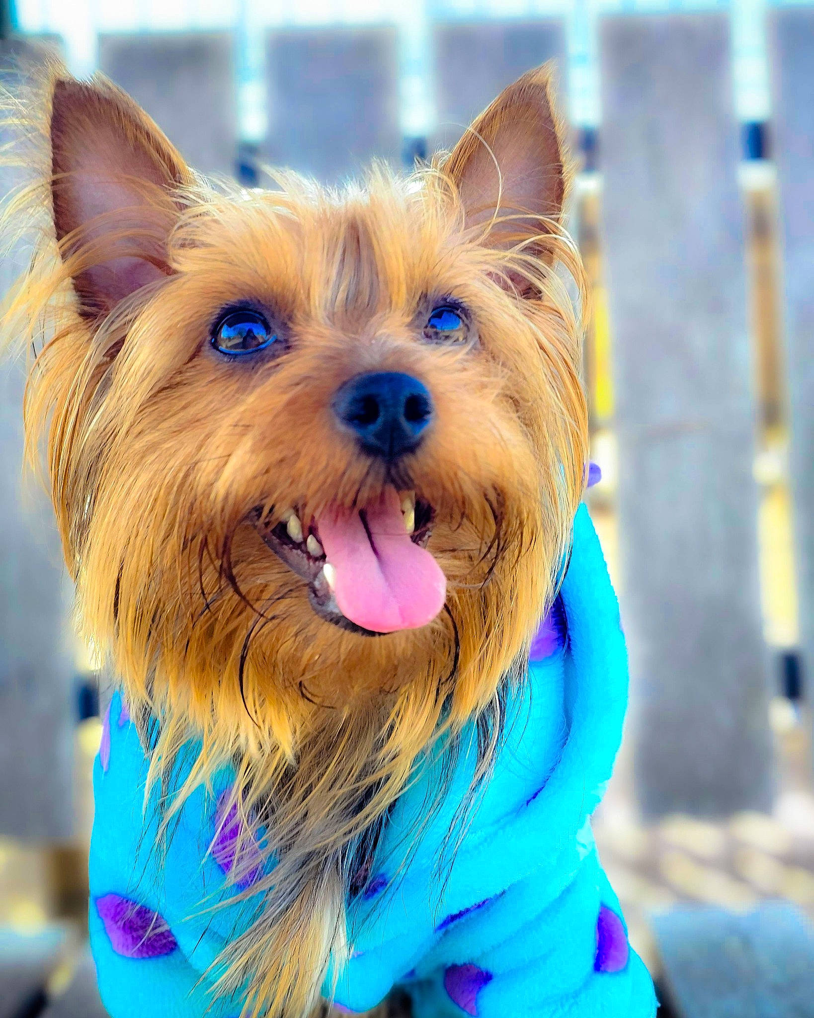 Molly joined the competition — help win amazing prizes! australian_terrier, blue, canidae, carnivore, companion_dog, dog, dog_breed, dog_supply, electric_blue, fawn, fur, liver, small_terrier, snout, sporting_group, terrier, toy_dog, whiskers, working_animal, yorkshire_terrier